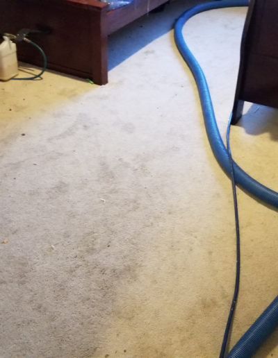 Local Carpet Cleaners Near Castle Rock CO