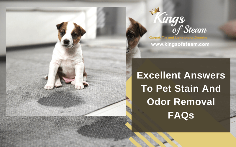 Pet Stain And Odor Removal FAQs Castle Rock