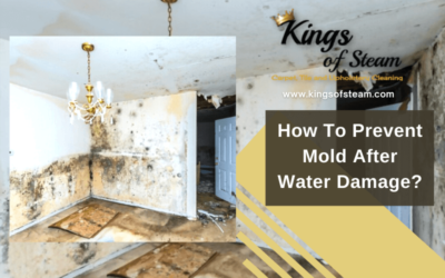 How To Prevent Mold After Water Damage?