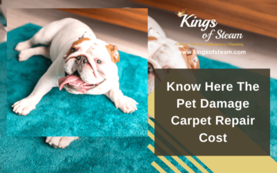 Know Here The Pet Damage Carpet Repair Cost