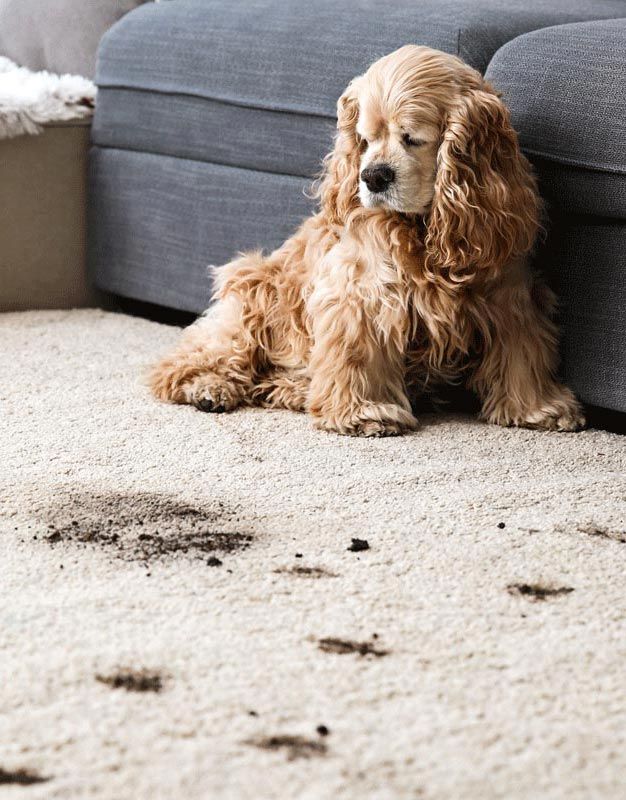 Stubborn Pet Stain And Odor Removal From Home