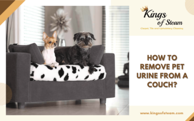 How To Remove Pet Urine From A Couch?