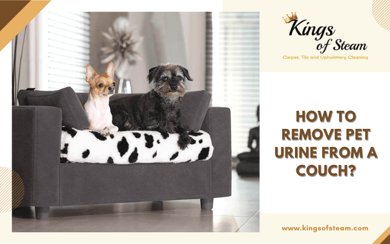 how-to-remove-pet-urine-from-a-couch-kings-of-steam