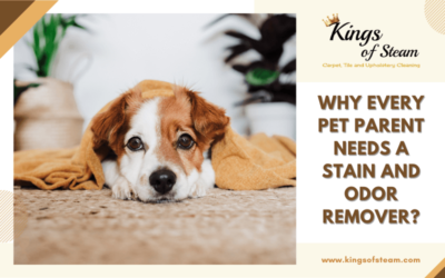 Why Every Pet Parent Needs a Stain and Odor Remover?